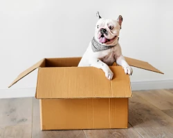 Teaserbild Haustiere auf Umzug vorbereiten