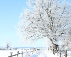 Teaserbild Wolfsburg